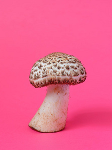 单野生蘑菇