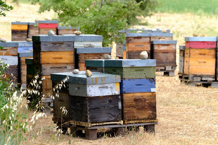 法国普罗旺斯的蜂箱照片