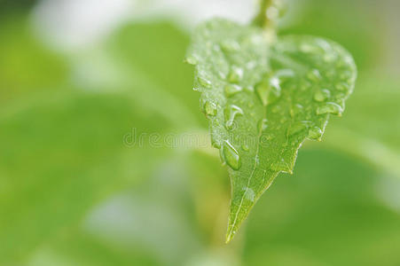 抽象背景绿叶与水滴