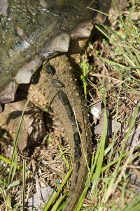 常见的鳄龟常见的捕捉龟尾细节照片