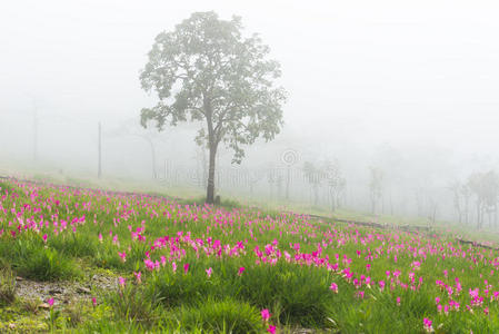 野生暹罗郁金香花圃