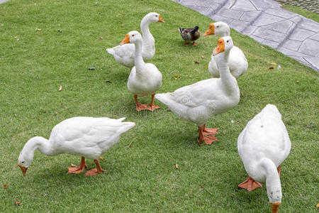 草地上的鸭子图片