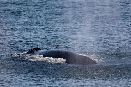 森林 近的 阿拉斯加 海雀 海湾 海军部 打捆机 鲸鱼 驼背