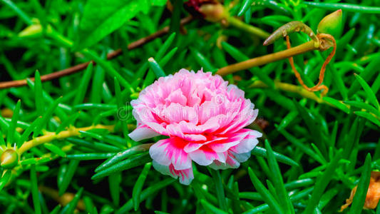 花的 普斯利 粉红色 玫瑰 自然 美丽的 花园 夏天 大花