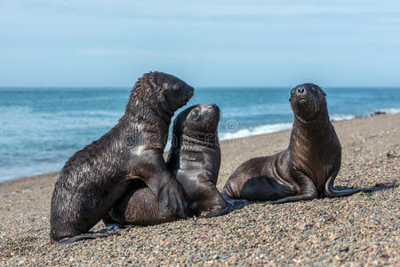 海滩上的新生海狮宝宝照片