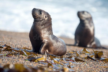 婴儿海狮海滩上的新生海狮宝宝照片
