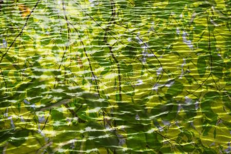 绿叶映在水面上