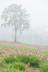 野生暹罗郁金香花圃