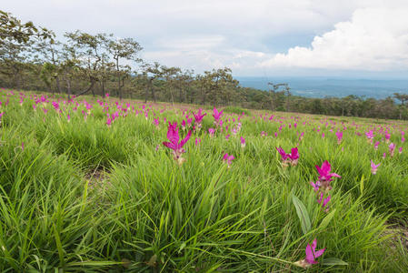 野生暹罗郁金香花圃