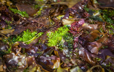 五颜六色的海藻