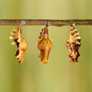 挂在树枝上的普通玫瑰蝴蝶的蛹照片