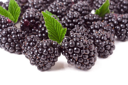 黑莓 果味的 荆棘 美食家 颜色 桑树 食物 特写镜头 树叶
