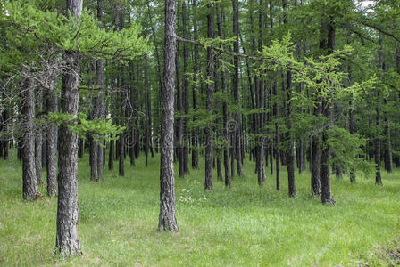 国家 风景 树干 树叶 天空 透明的 感情 气氛 颜色 小山