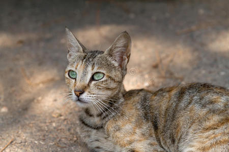 有绿色大眼睛的猫