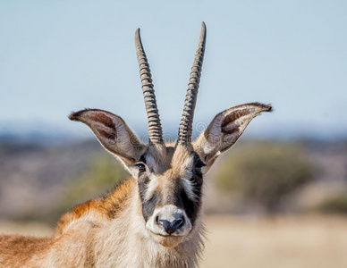 南方 哺乳动物 游猎 保护 羚羊 耳朵 米色 动物 肖像