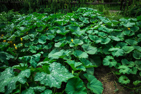 植物 农场 生长 市场 落下 收获 秋天 花园 成长 领域