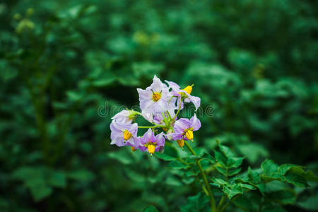 盛开的马铃薯植株