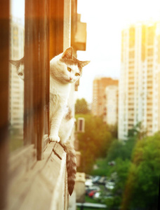 猫科动物 折叠 城市 宠物 明亮 说谎 照顾 特写镜头 落下