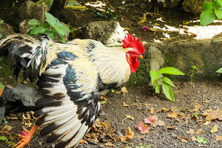 黑白公鸡拍打照片