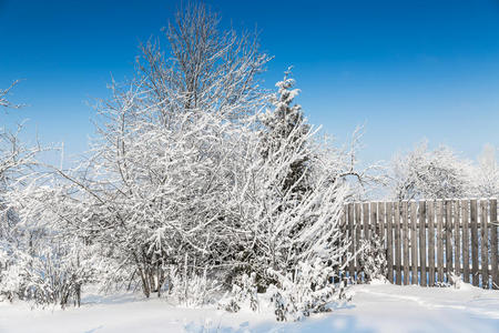 风景 环境 冬天 寒冷的 天气 降雪 森林 国家 季节 一月