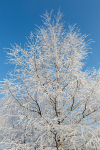 环境 一月 降雪 冬天 早晨 季节 森林 风景 自然 场景