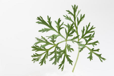 苦艾鼠尾草白色背景上孤立的山艾树树枝白色背景上孤立的山艾树树枝