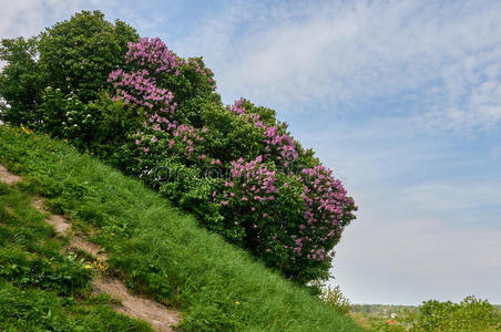 喀尔巴阡山 植物 植物区系 生长 分支 雪碧 美丽的 丁香花