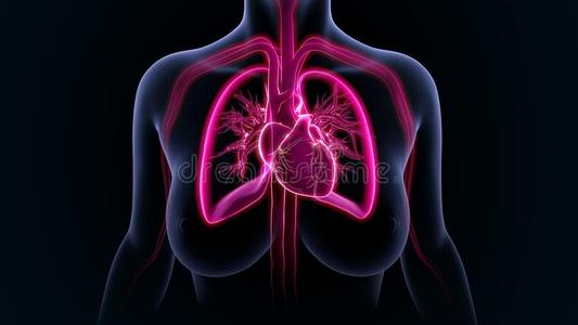 心与肺现代超声机3d渲染心脏瓣膜男性的动脉图稿人的心脏心瓣膜水彩图