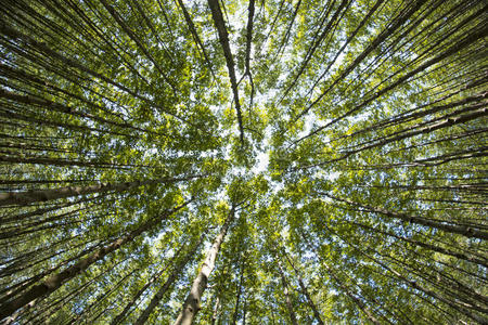 清晨,阳光明媚的春林里,美丽的自然照片