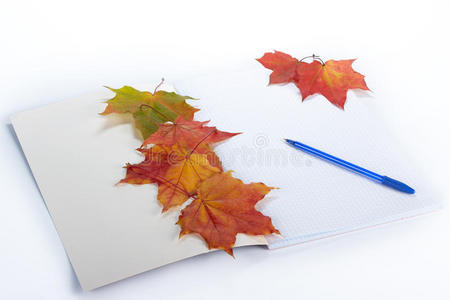 学院 树叶 收集 笔记本 秋天 数据 纸张 课程 阅读 美丽的