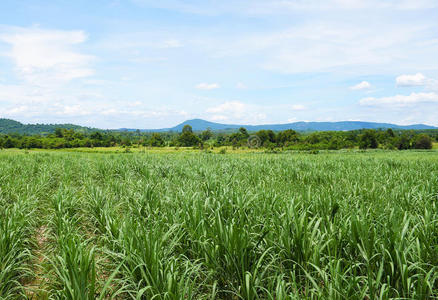 农场 燃料 草地 自然 藤条 毛里求斯 生物 食物 风景