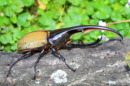多尔甲虫大力士甲虫照片