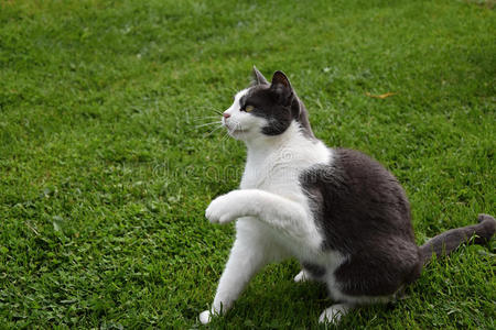 黑白相间的猫坐在草地上，举起一只爪子