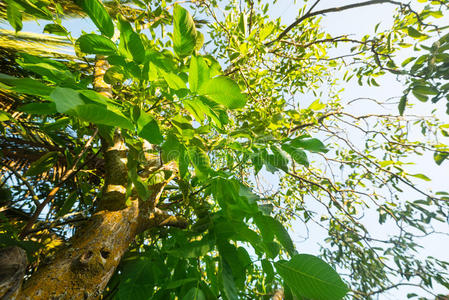 木材 季节 植物 树干 射线 夏天 风景 自然 公园 太阳光