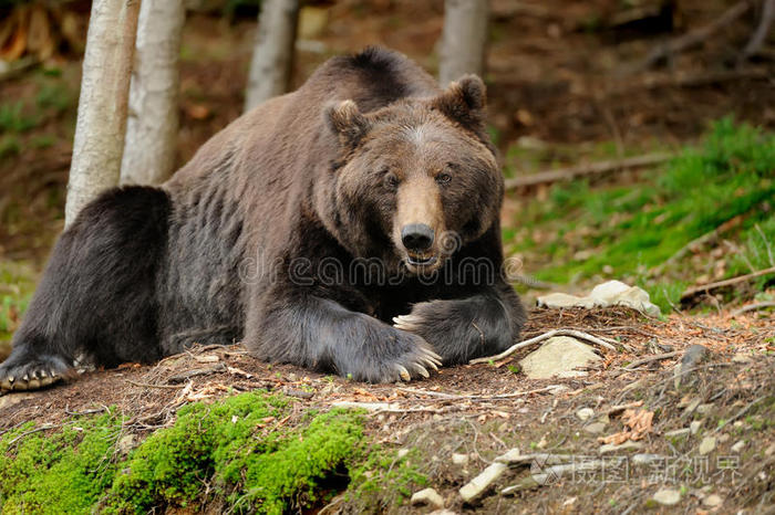 棕熊Ursusarctos在自然界中