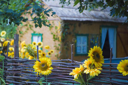 装饰向日葵篱笆院子在村庄里。