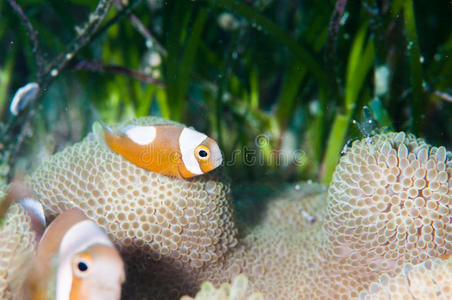鞍背小丑鱼照片