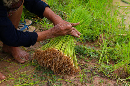 粮食 培养 农场 领域 劳动 国家 印度尼西亚 自然 环境