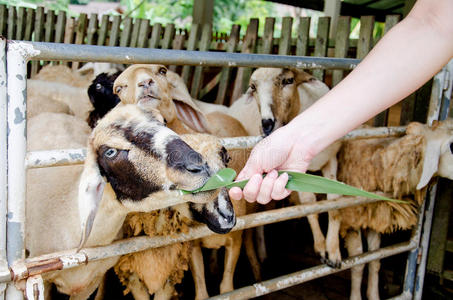 喂羊图片
