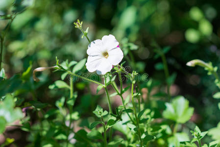 夏天 自然 花的 园丁 草本植物 植物 春天 雌蕊 园艺