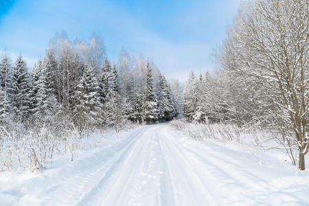 早晨 风景 场景 森林 冷杉 冬天 环境 降雪 国家 季节