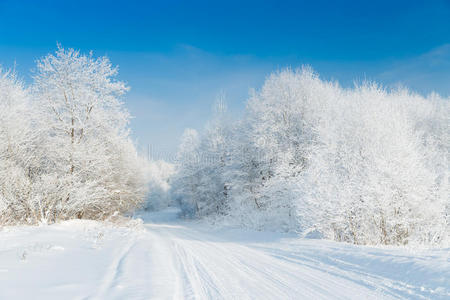 早晨 冬天 场景 降雪 国家 风景 森林 美丽的 环境 冷杉