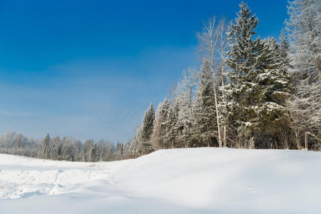 寒冷的 森林 一月 自然 冷杉 天气 美丽的 降雪 环境