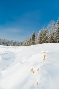 一月 国家 早晨 场景 风景 降雪 冷杉 环境 季节 美丽的