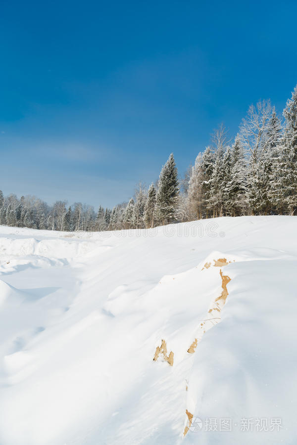 一月 国家 早晨 场景 风景 降雪 冷杉 环境 季节 美丽的