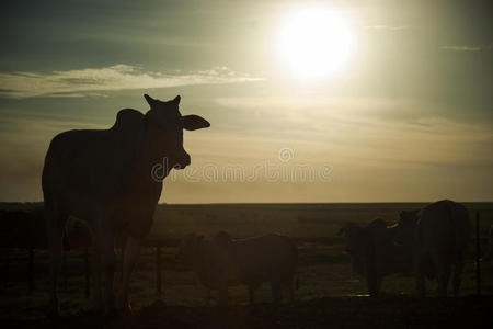 日落时的牛轮廓。 牧场。