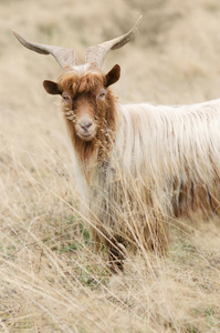 红发 哺乳动物 秋天 落下 牲畜 山羊 生姜 自然 颜色