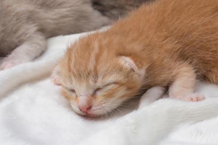新生儿 可爱极了 动物 毛皮 配套元件 睡觉 宝贝 繁殖