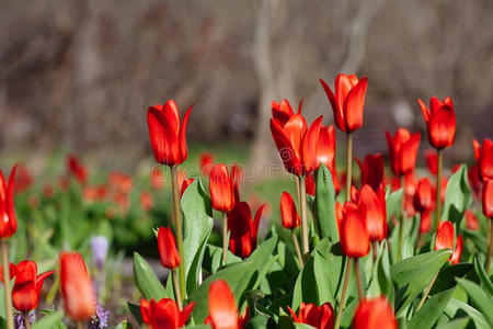公园里的一群红色郁金香。 春天