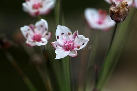 开花灯心草butomus umbellatus